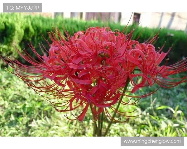 虐恋情深，谁主沉浮？《痴心劫》——一段纠缠三生的爱恨情仇